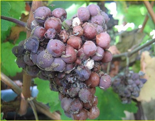 Правильна агротехніка обмежує поширення хвороб і шкідників винограду